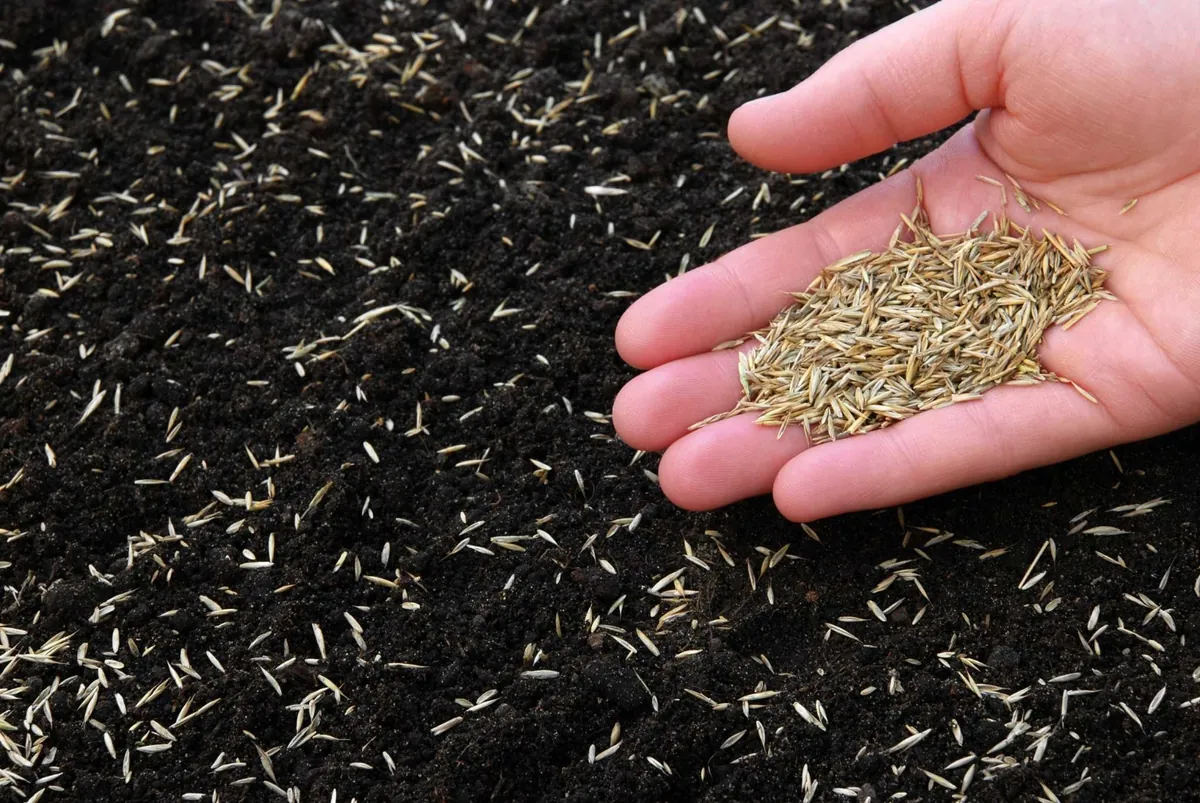Blue tag certified tall fescue seed being hand spread over prepared topsoil